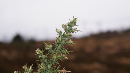 gorse bush thorn