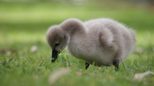 gosling baby swan
