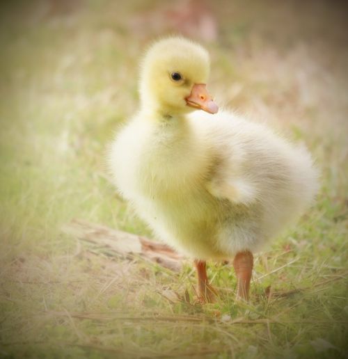 gosling baby goose yellow