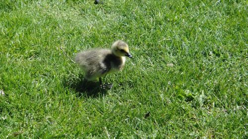 gosling duck chick