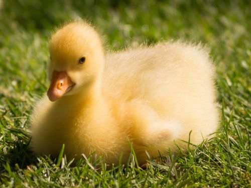 gosling chick goose