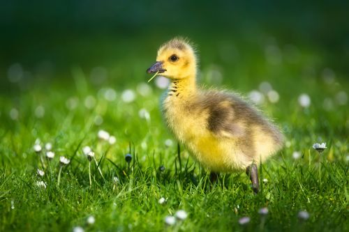goslings chicks bird