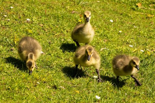 goslings chicks canada geese