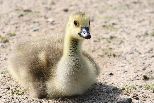 goslings  chicks  goose
