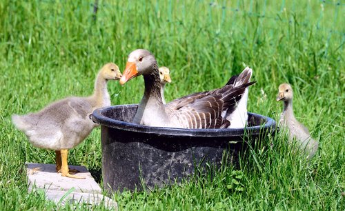 goslings  geese  chicks