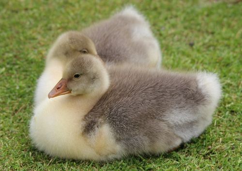 goslings chicks birds