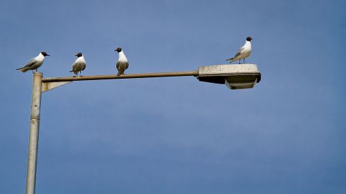 gossip gull seagull