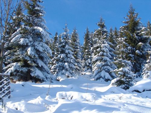 gosslar winter forest