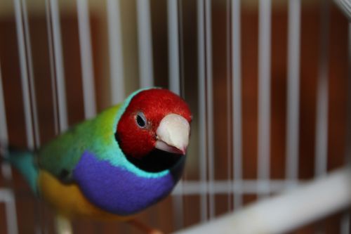 Gouldian Bird