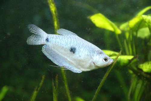gourami  small fish  aquarium