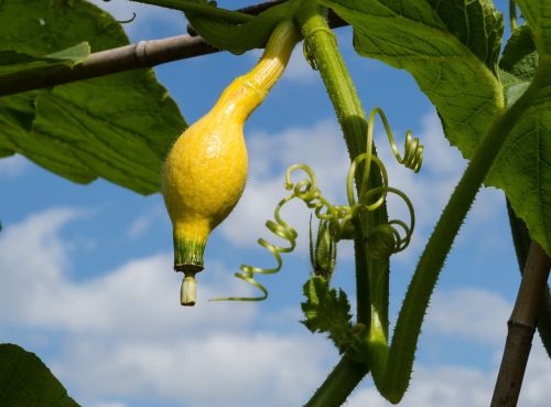 gourd vegetable yellow