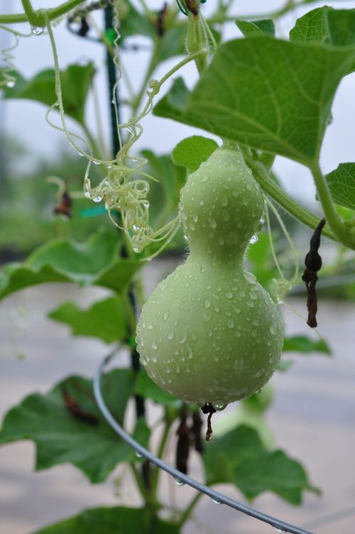 gourd green han river