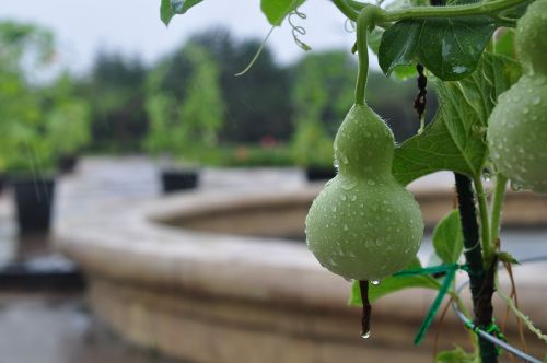 gourd green han river