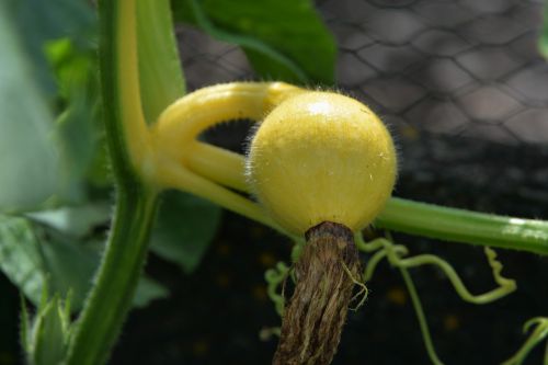 gourd young fruit macro