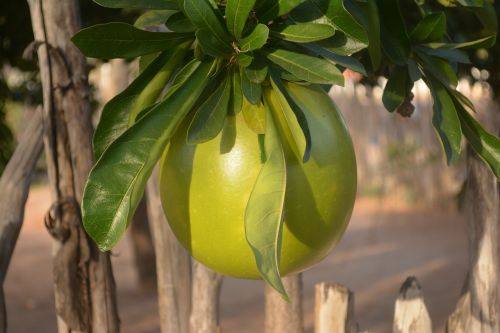 gourd nature porongo