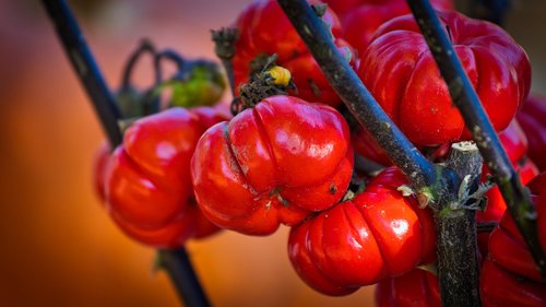 gourd  pumpkin  red