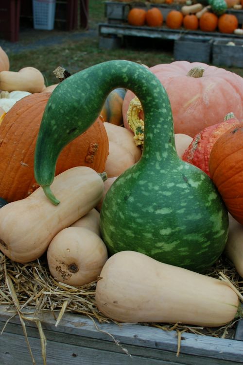 gourd squash pumpkins