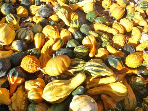 gourd pumpkin fall