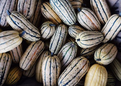 gourds fall autumn