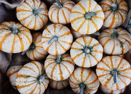 gourds fall autumn