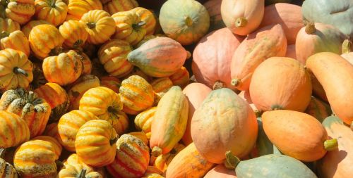 gourds squash farm produce