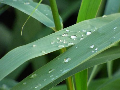 Water Drop On Leaves