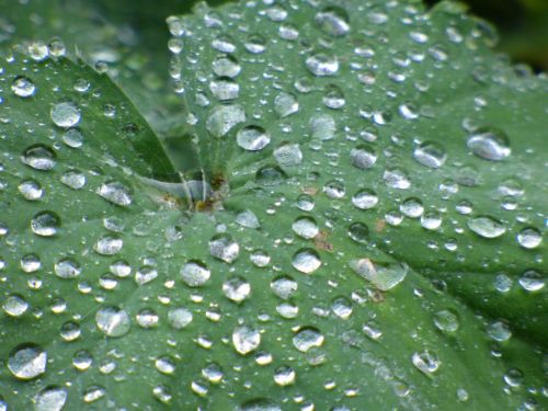 Water Drop On A Leaf