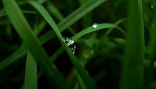 Water Drops On Green Grass