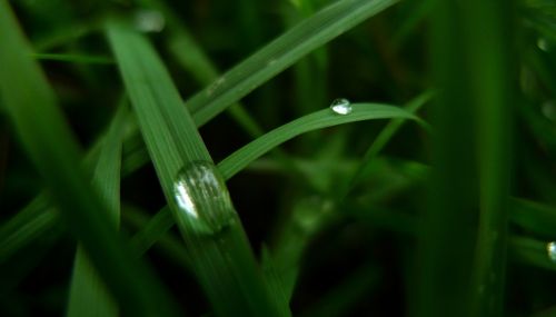 Water Drops On Green Grass
