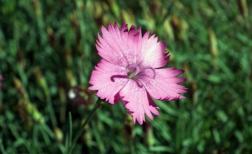 gożdzik  pink  flower