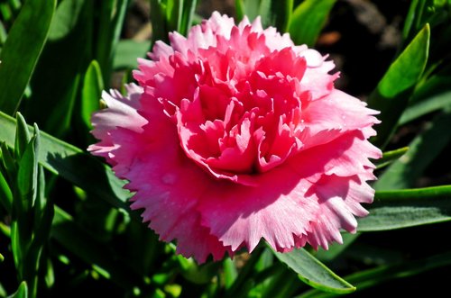 gożdzik  flower  pink