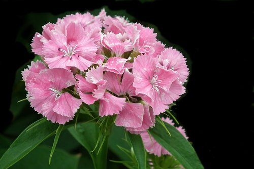 gożdzik stone  flower  pink
