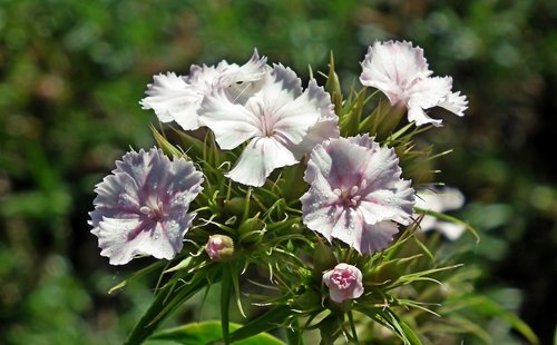 gożdzik stone  flowers  garden