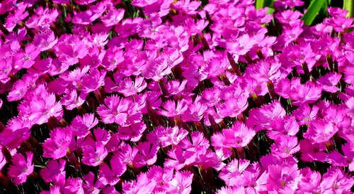 gożdziki  flowers  pink