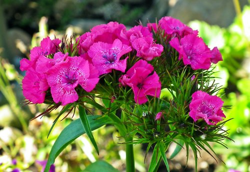 gożdziki stone  flowers  garden