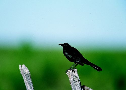 grackle bird perched