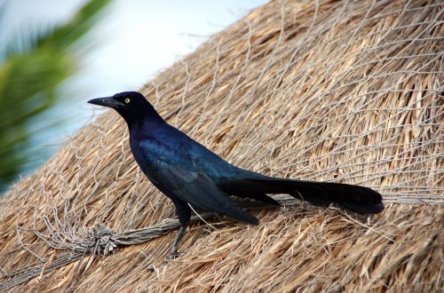 grackle with long tail tropic bird