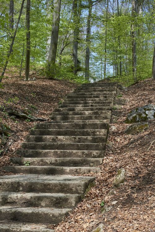 gradually forest path stairs
