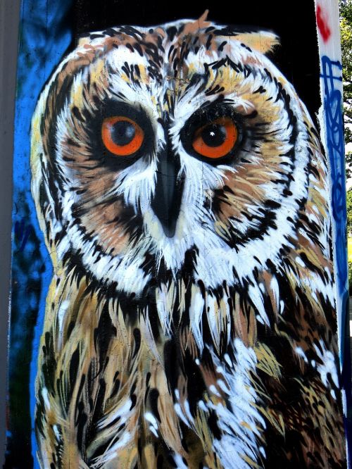 graffiti owl bird