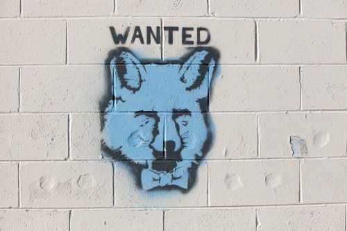 graffiti fox wanted