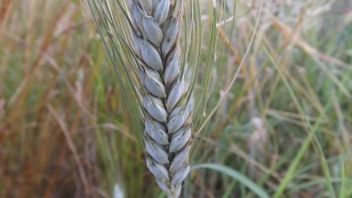 grain wheat spikes