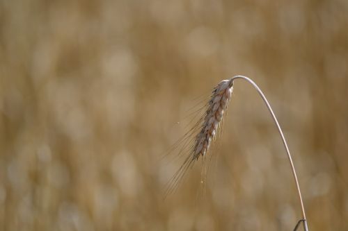 grain ear field