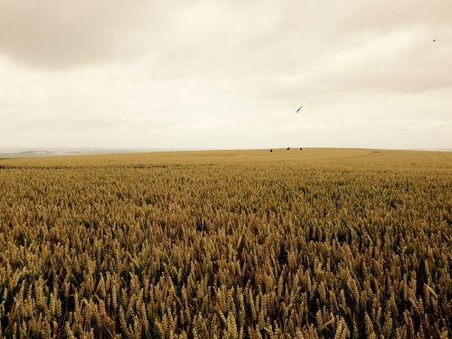 grain field england
