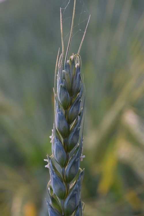 wheat green wheat grain