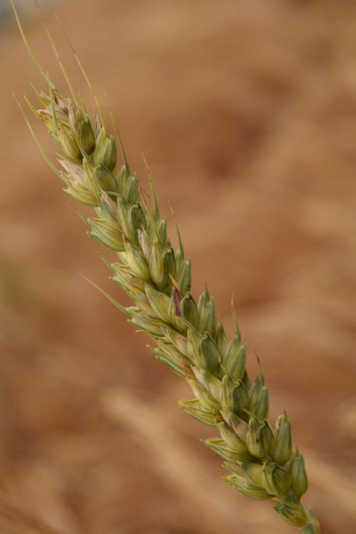 wheat grain close