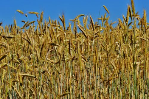 grain cornfield field