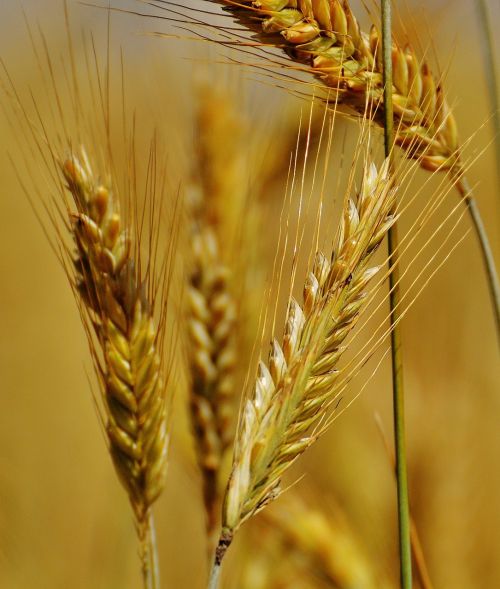 grain cornfield field