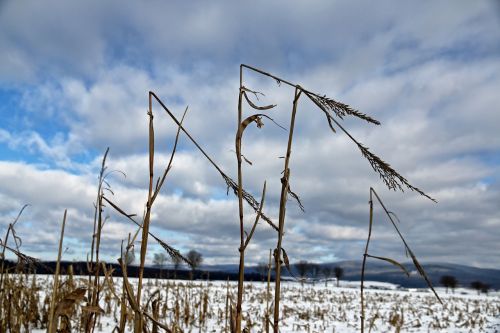 grain winter snow