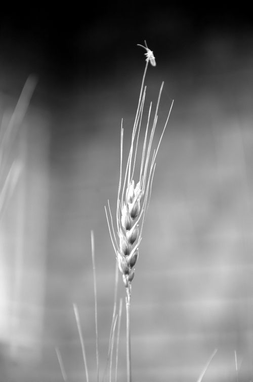 grain wheat nature