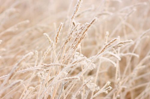 grain winter cereals